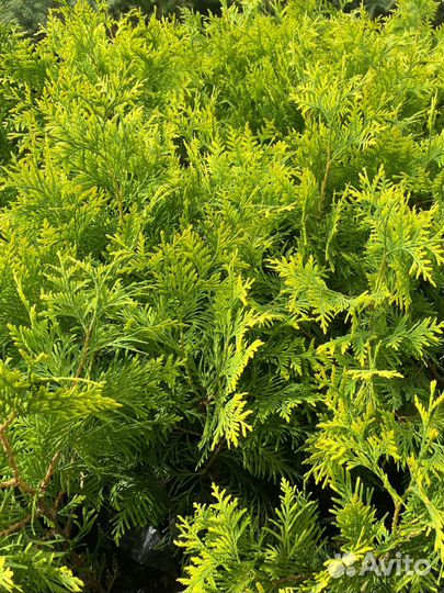 Туя Европа Голд