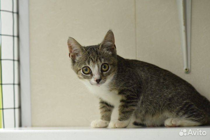 Котенок Луна ищет семью