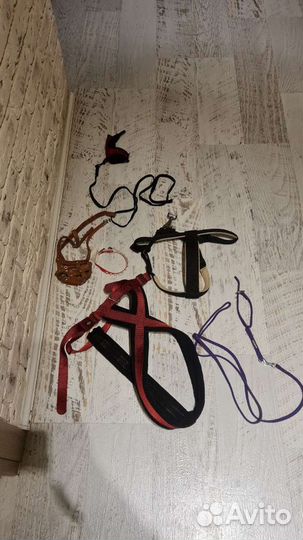 Шлейки, и намордник