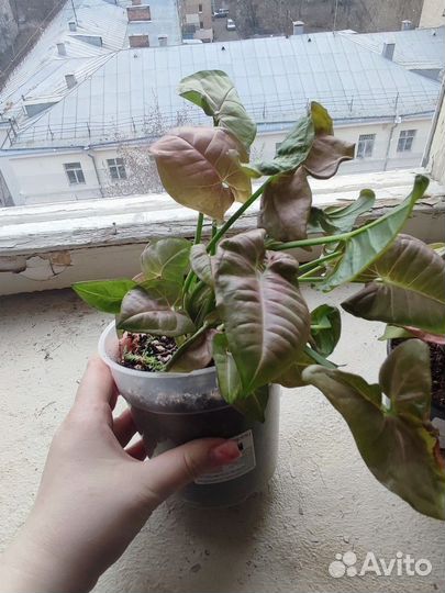 Сингониум неон