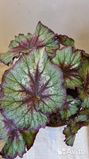 Бегонии королевские декоративно лиственные