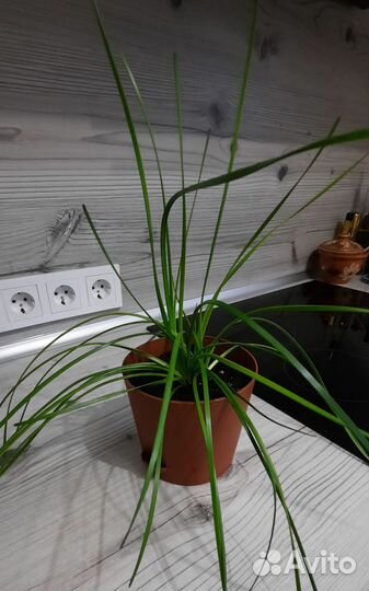 Зефирантес (выскочка)