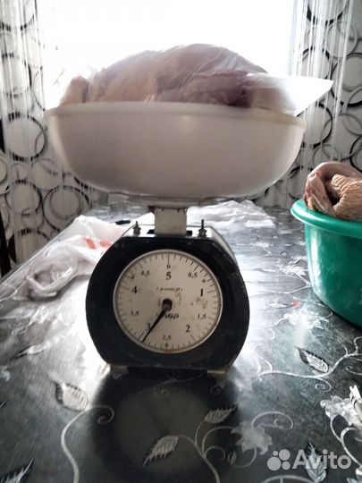 Домашние бройлер