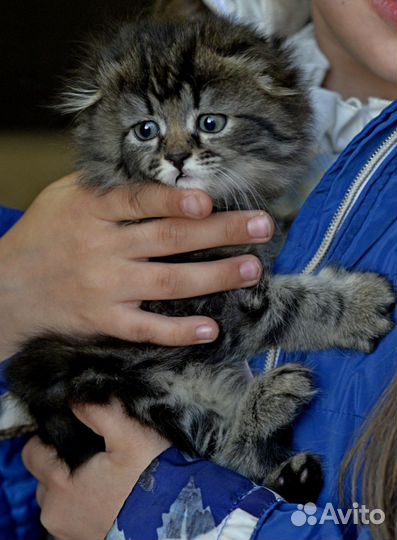 Шотландские котята