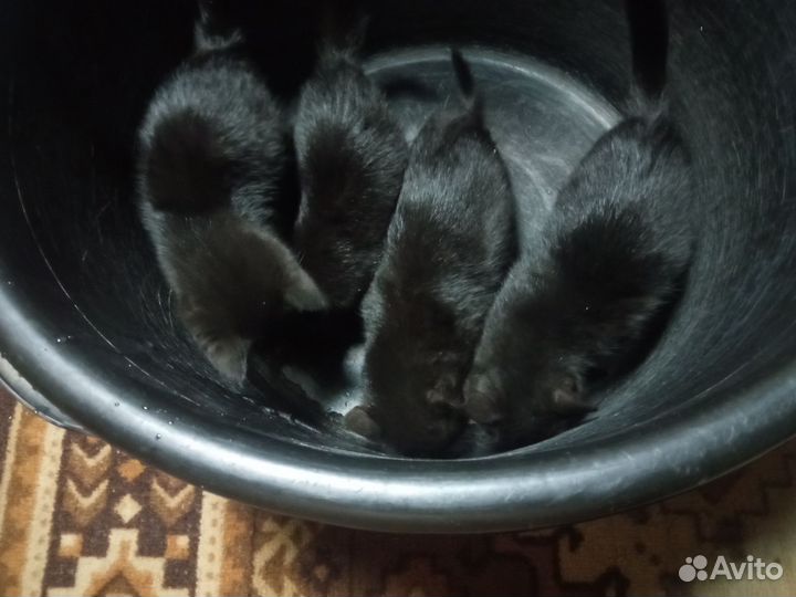 Котята в добрые руки