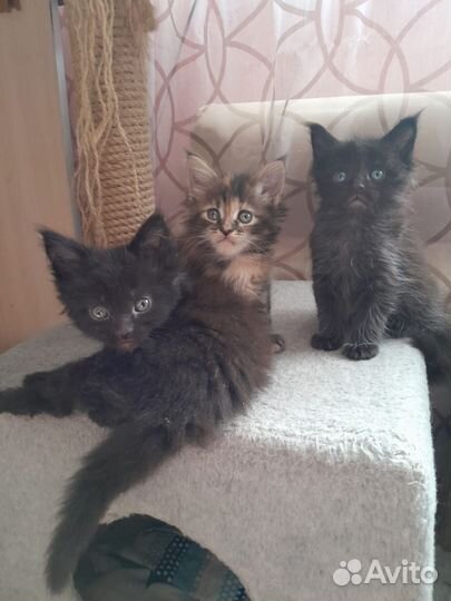 Котята мейн-кун