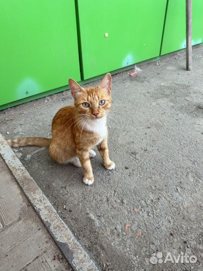 Котенок подросток девочка