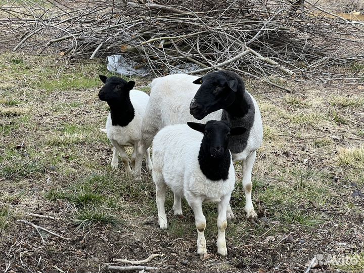Ягнята дорпера