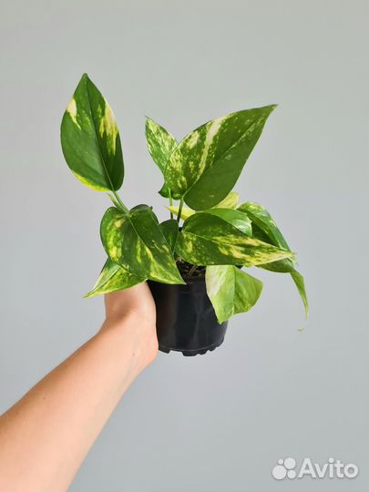 Эпипремнум N'Joy Gold