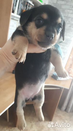 Щенки бесплатно