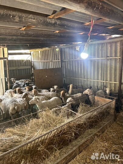 Барашки курдючные