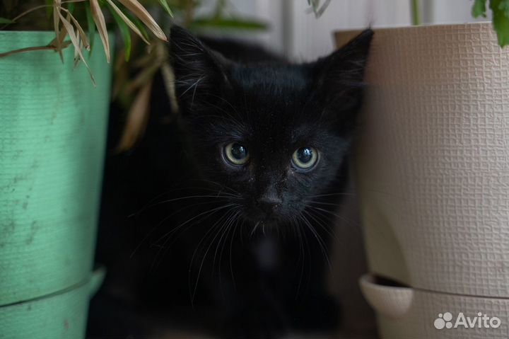 Котенок тимоти смешной