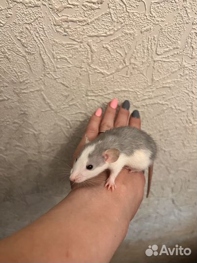 Крысята Дамбо