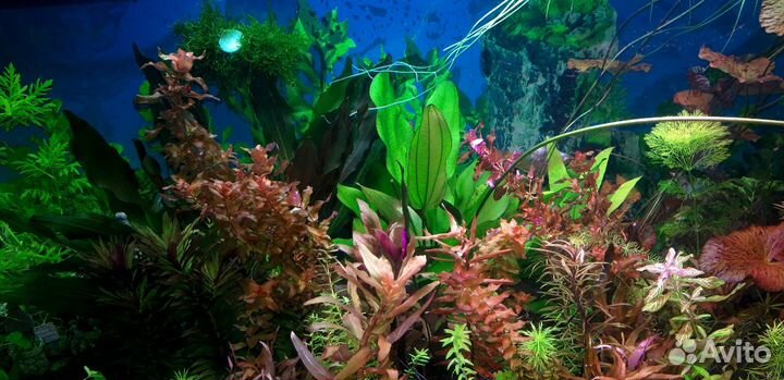Аквариумные растения