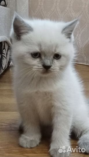 Шотландская