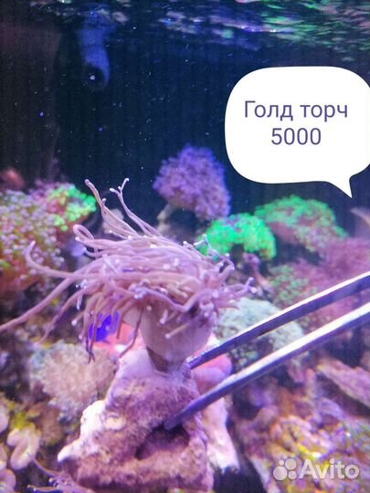 Живые кораллы для морского аквариума