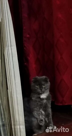 Кошки породистые
