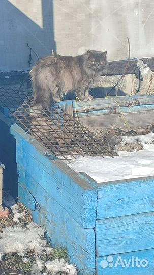 Кошки в добрые руки