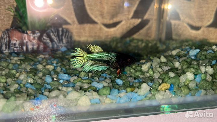 Рыбка петушок самка