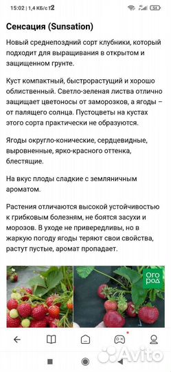 Клубника Сенсация усы