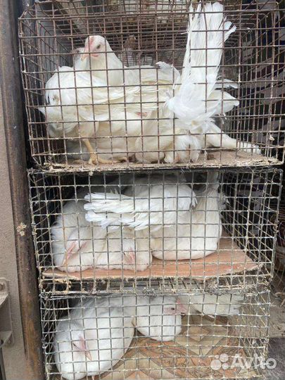 Доставка молодок по Крыму опт, розница