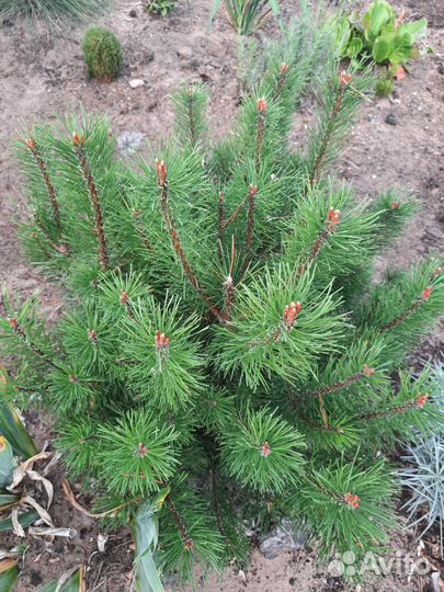 Сосна кустарниковая (P. contorta)