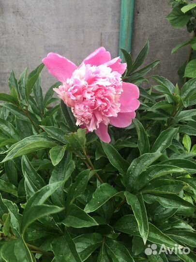 Садовые цветы