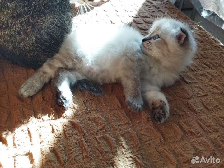 Вислоухие котята в добрые руки