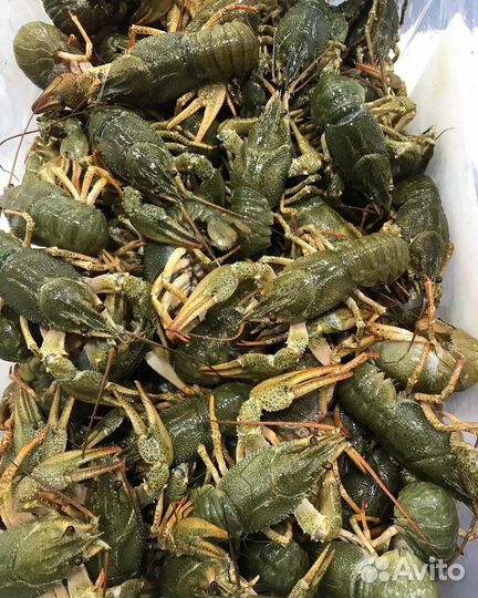 Живые и вареные раки. Доставка