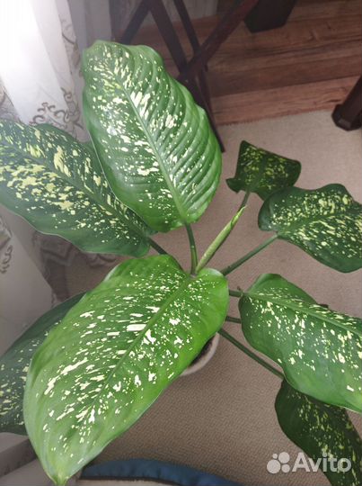 Комнатные растения цветы