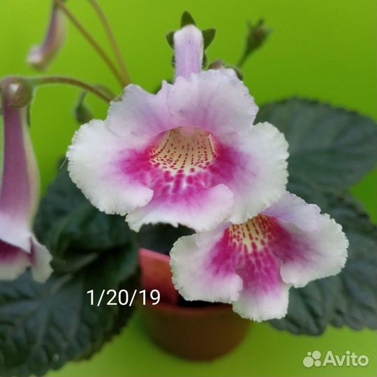 Минисиннингии