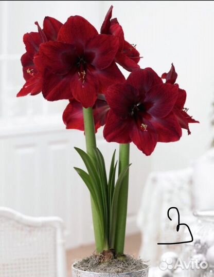 Луковицы амариллисов сортовых