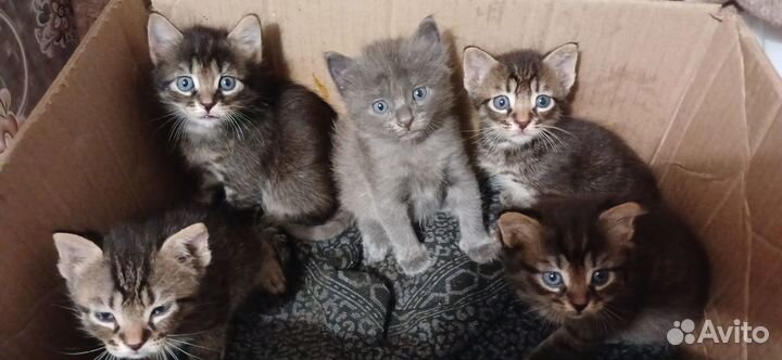 Котята,помесь с британцами