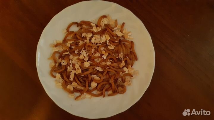 Мучной червь