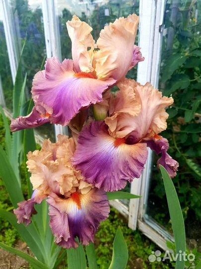 Ирисы бородатые