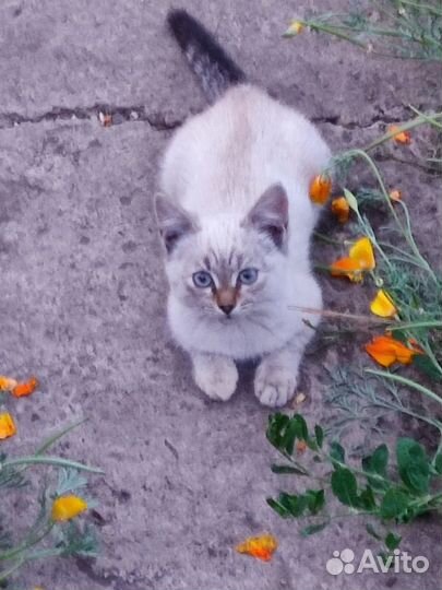 Отдадим бесплатно кошку и котят в добрые руки