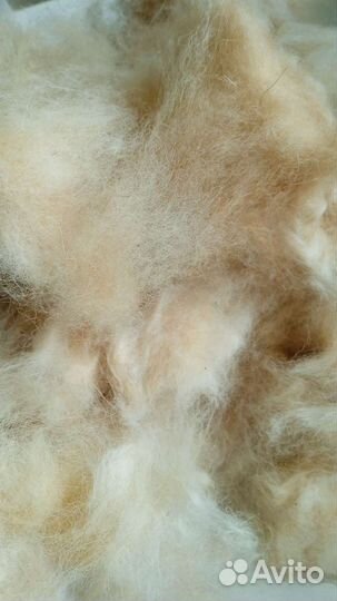 Собачий пух