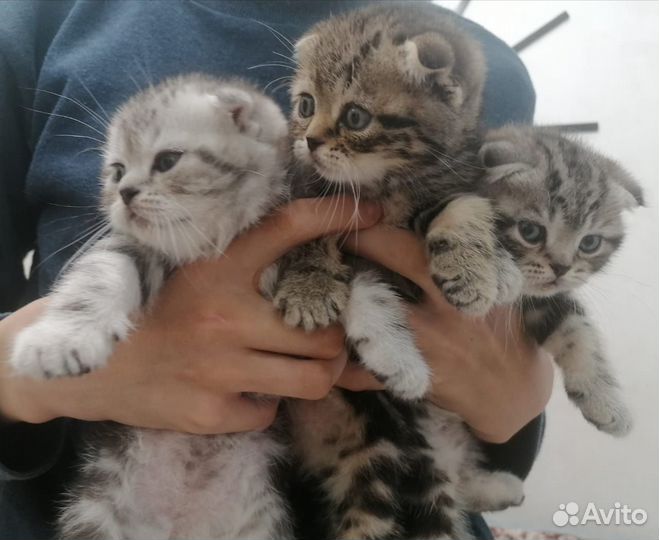 Шотландский кот вязка