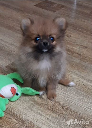 Шпицедетки