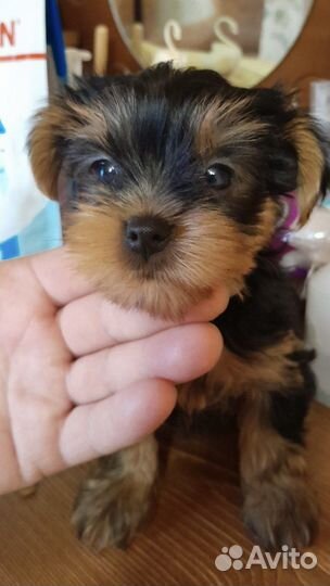 Йоркширский терьер