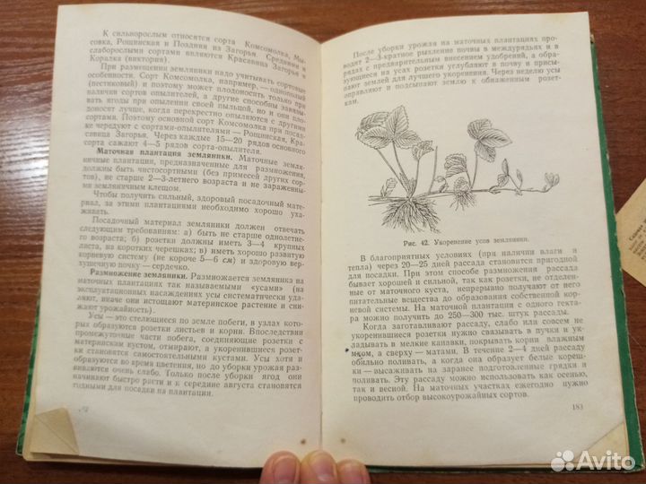 Садоводство.Казань,1966год. Винтаж