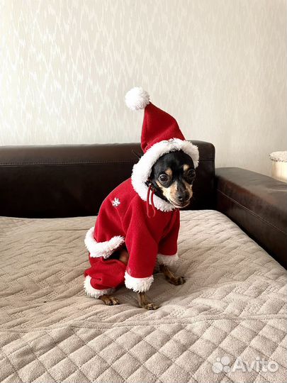 Костюм деда мороза на маленькую собаку