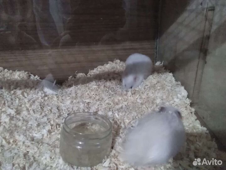 Хомячки с клеткой