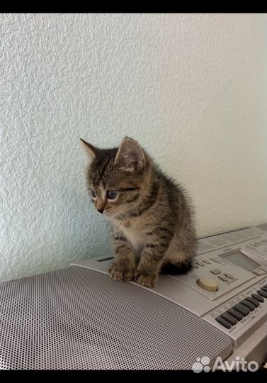 Кашечки 1 мес