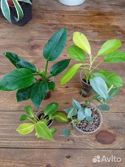 Филодендроны