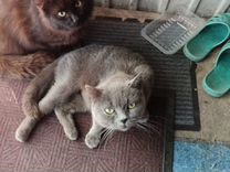 Британец или русская голубая и др кошки и кот