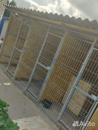 Передержка собак