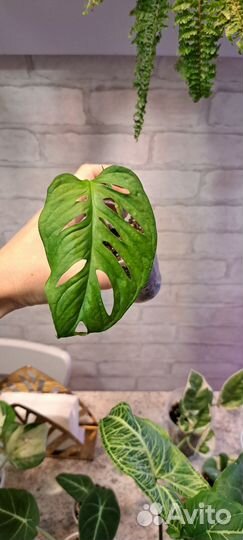 Монстера Манки маск (Адансона)