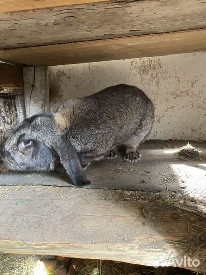 Обмен самец французский баран
