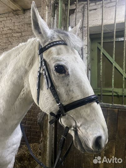 Уздечка для лошади full